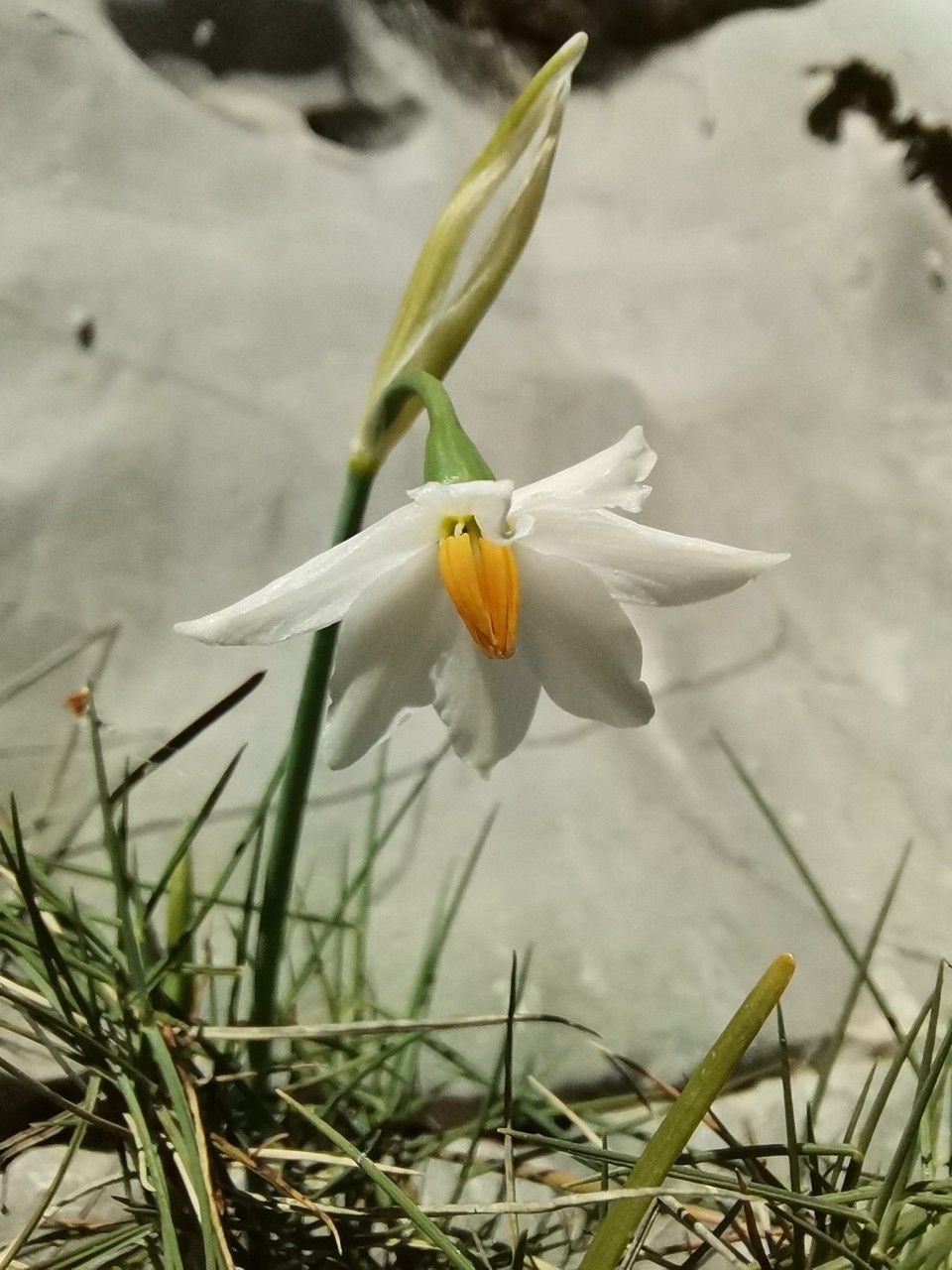 Acis nicaeensis flower