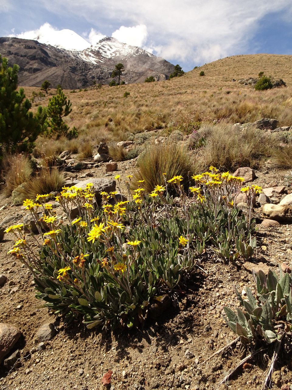 Senecio procumbens flower