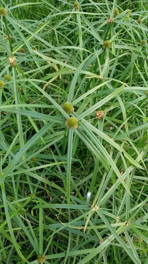 Cyperus aromaticus flower