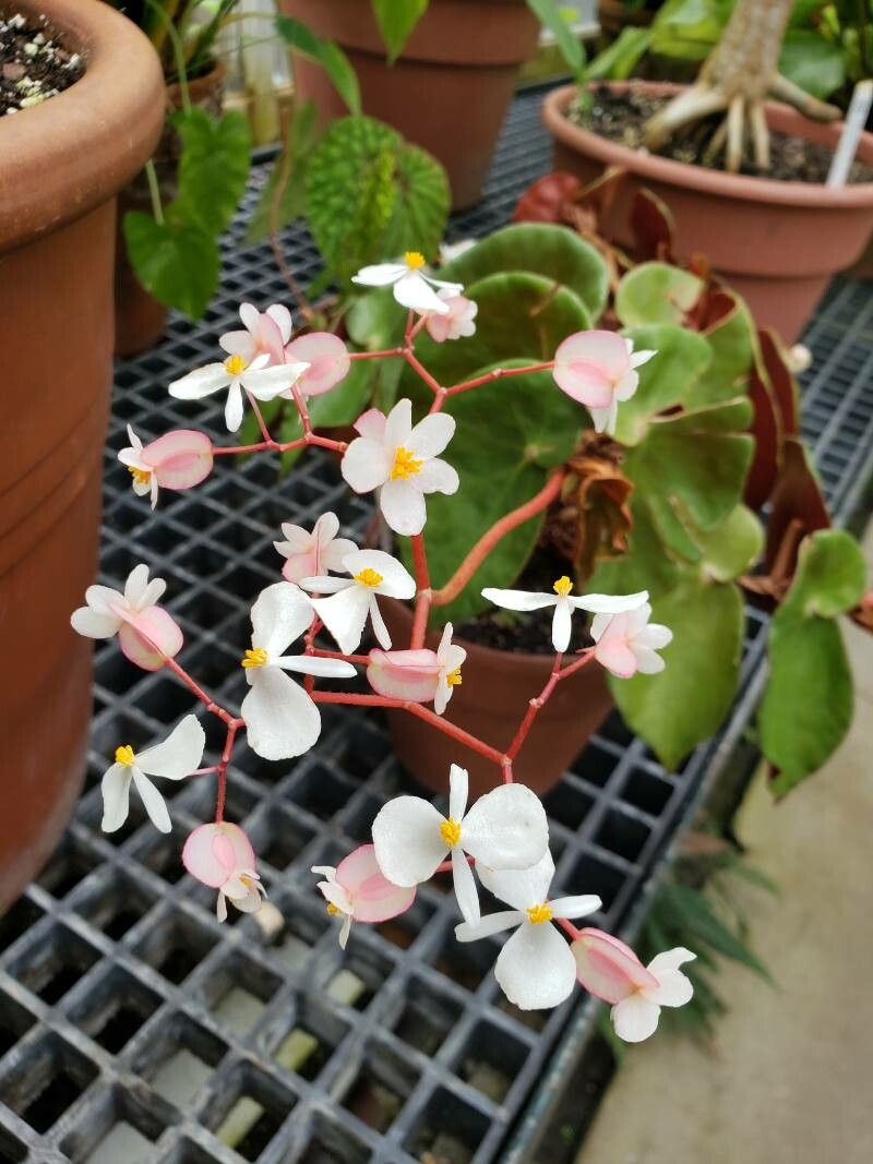 Begonia epipsila flower