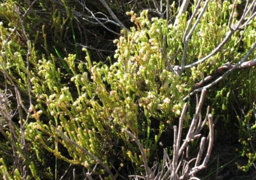 Erica venustiflora — search result for 'Erica'
