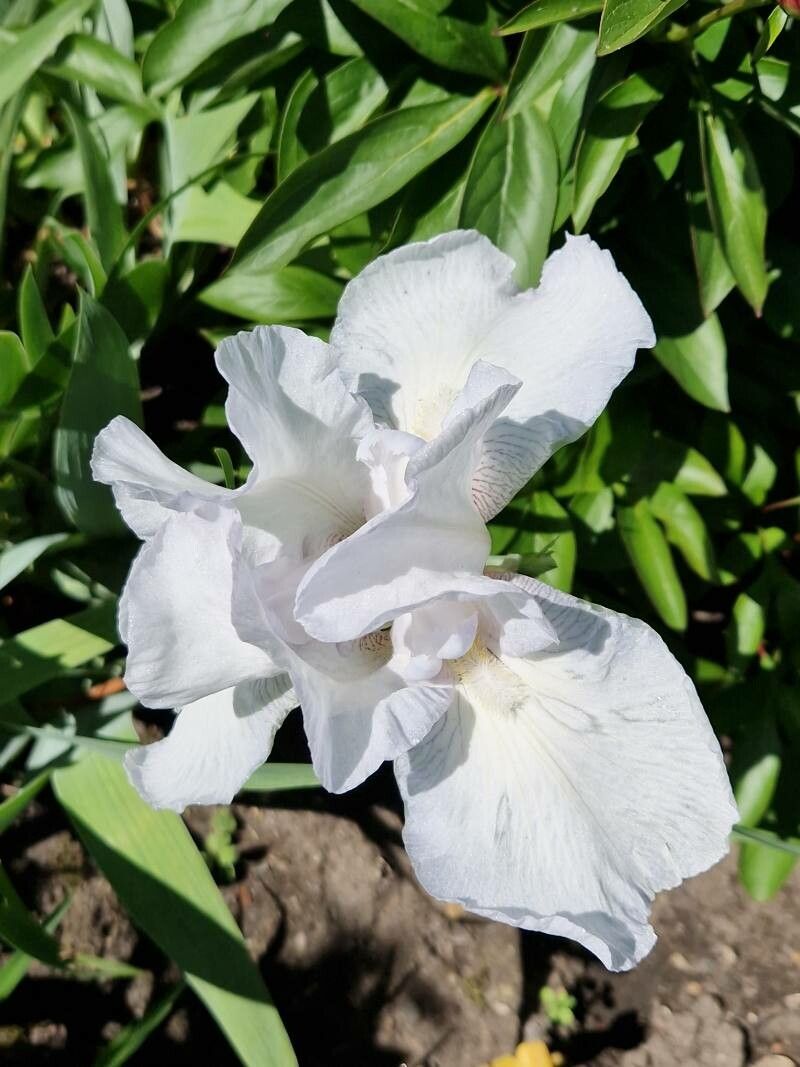 Iris florentina flower