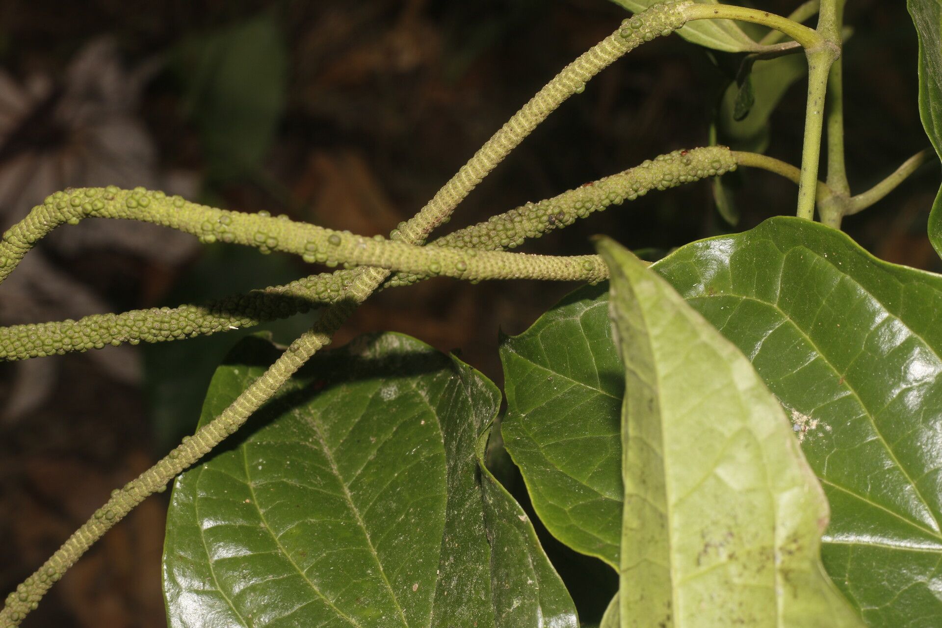 Piper multiplinervium fruit