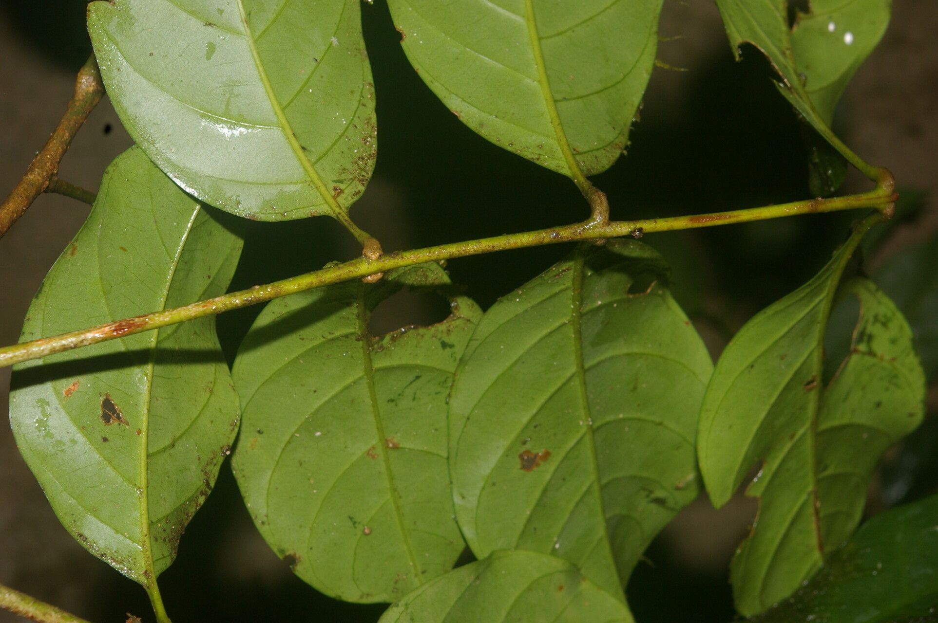 Guarea zarceroensis leaf