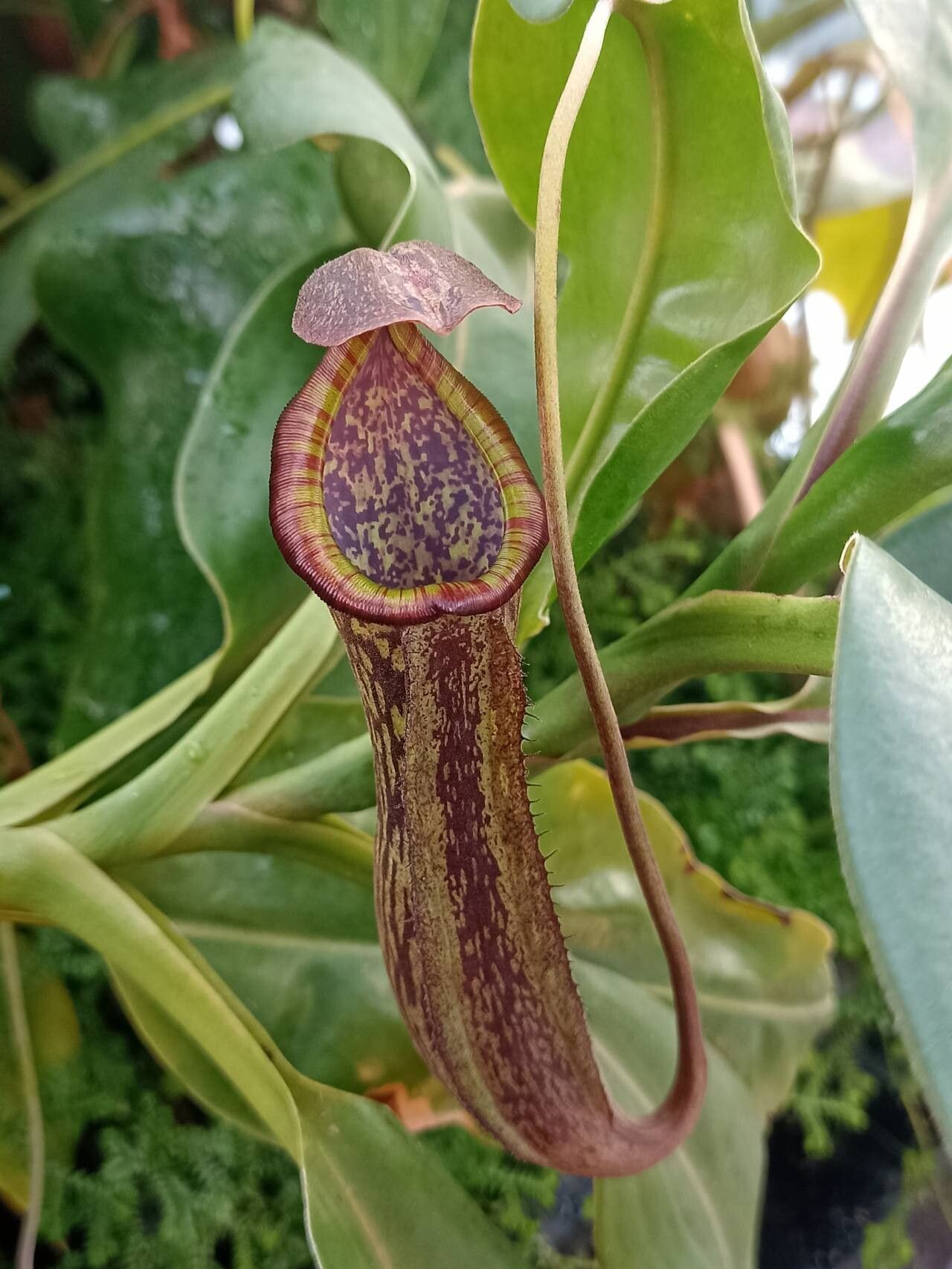Nepenthes boschiana — search result for 'Nepenthes'