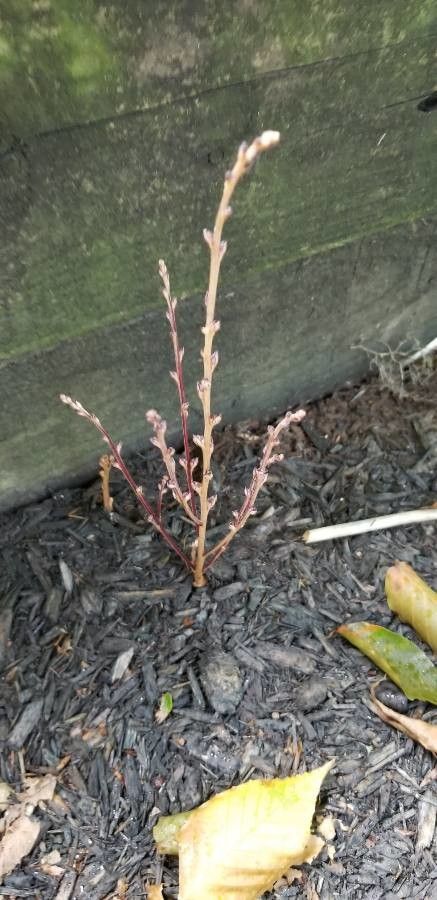 Epifagus virginiana bark