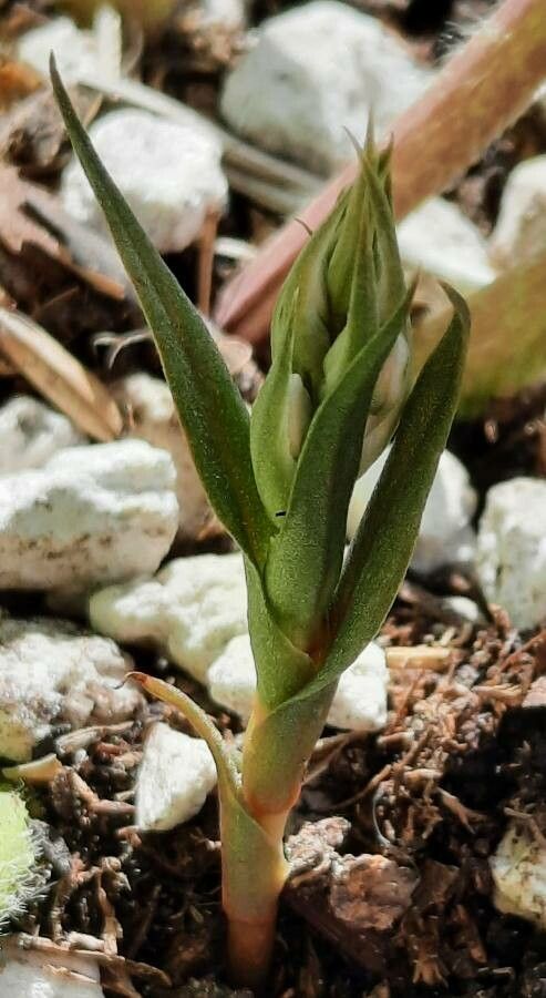 Zeuxine strateumatica leaf