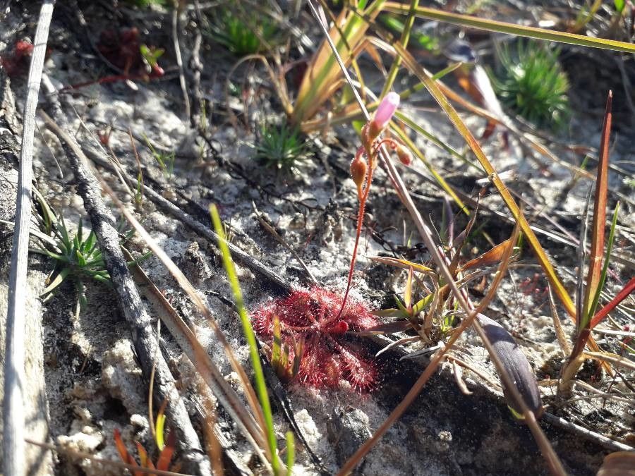 Drosera sessilifolia habit