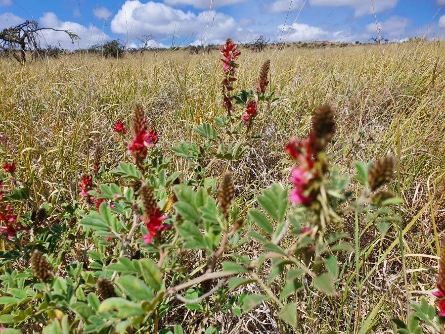 Indigofera schimperi habit