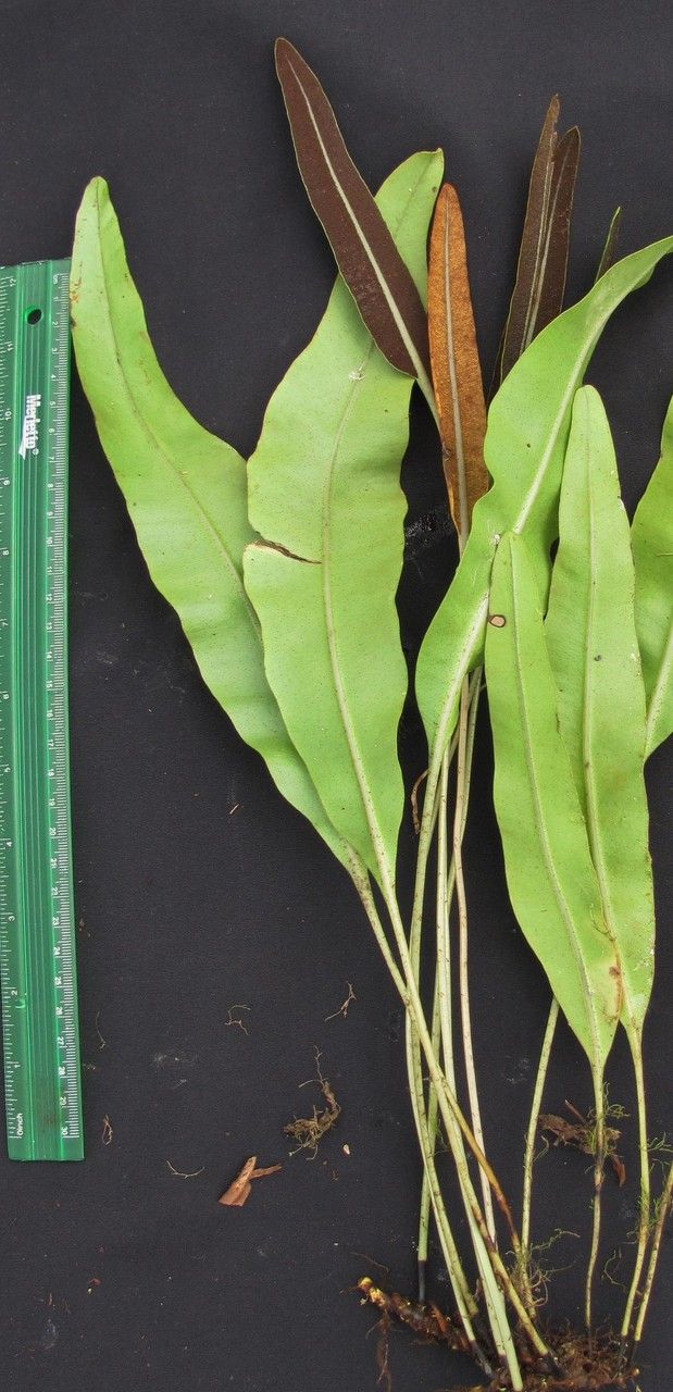 Elaphoglossum moranii other