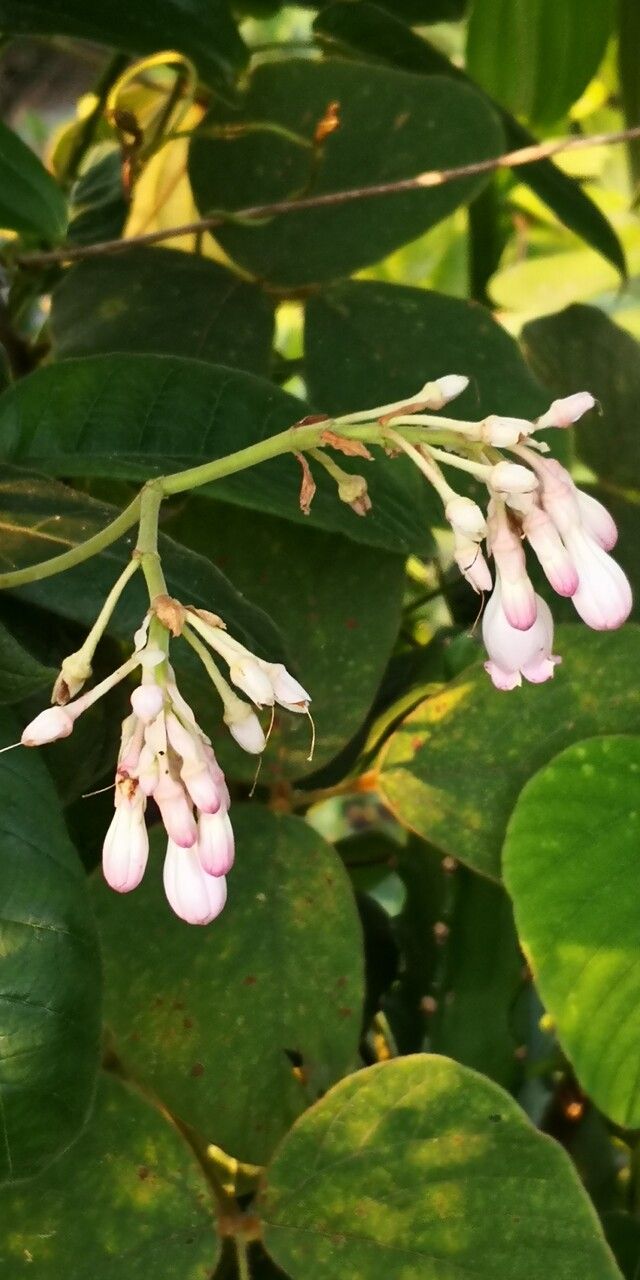 Amalocalyx microlobus flower