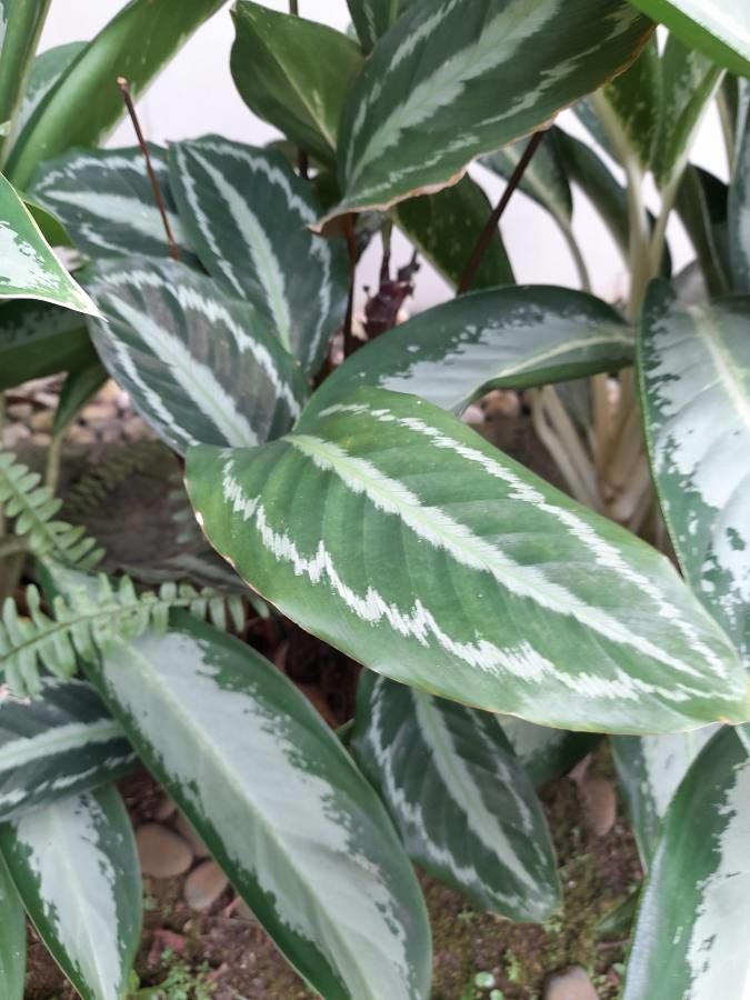 Goeppertia picturata leaf