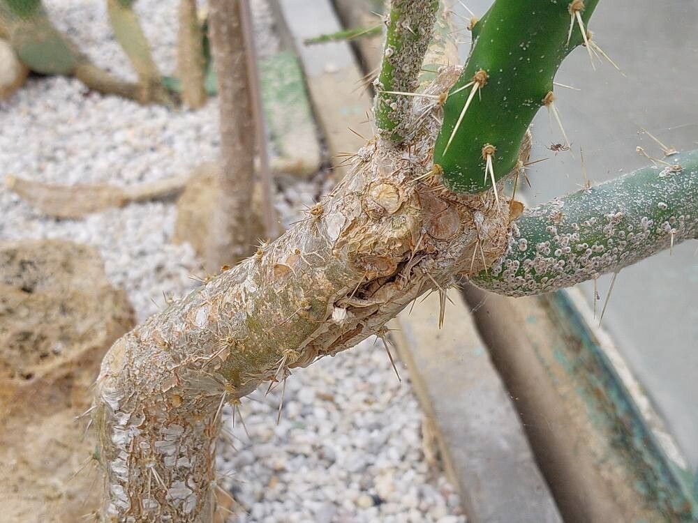Opuntia dejecta bark