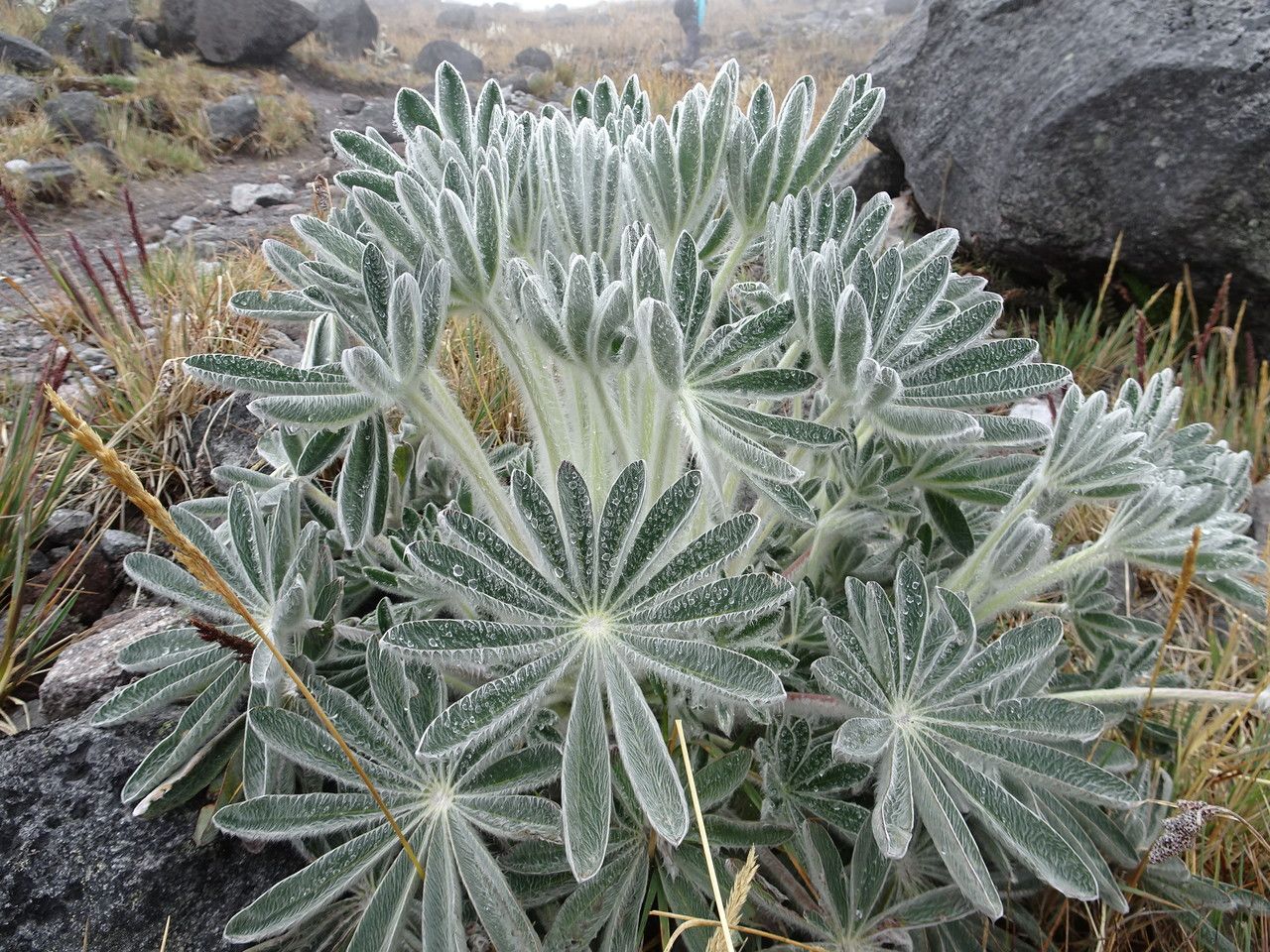 Lupinus alopecuroides