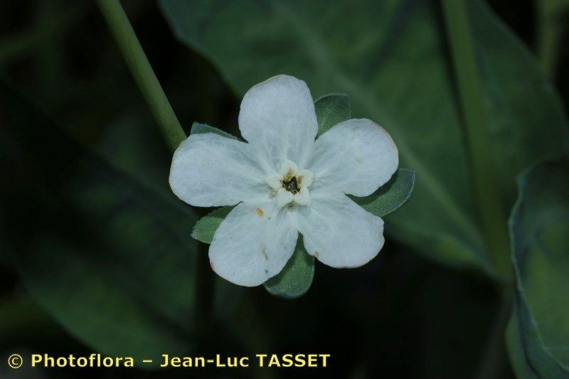 Iberodes commutata flower
