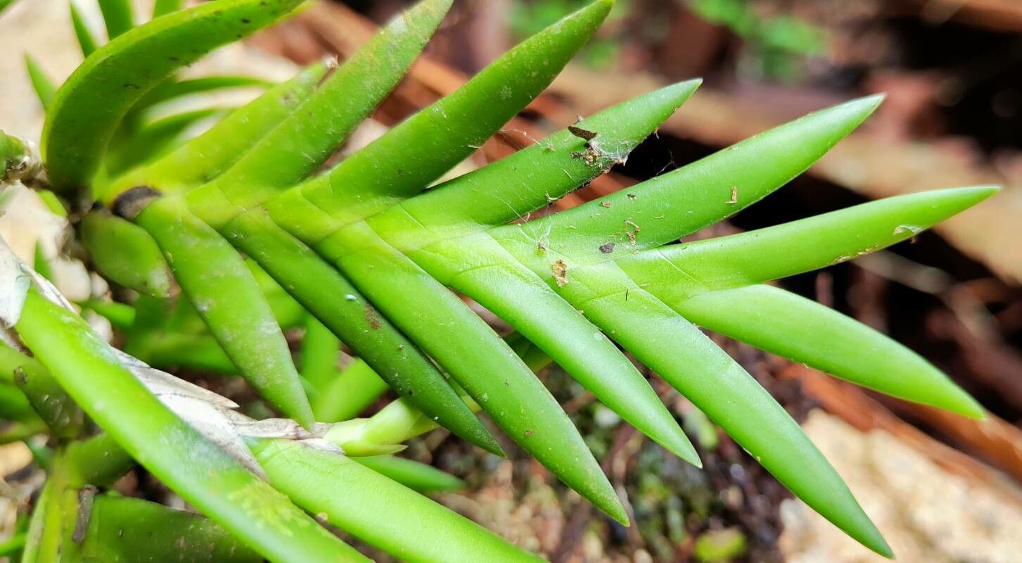 Polystachya mystacioides — houseplant care guide