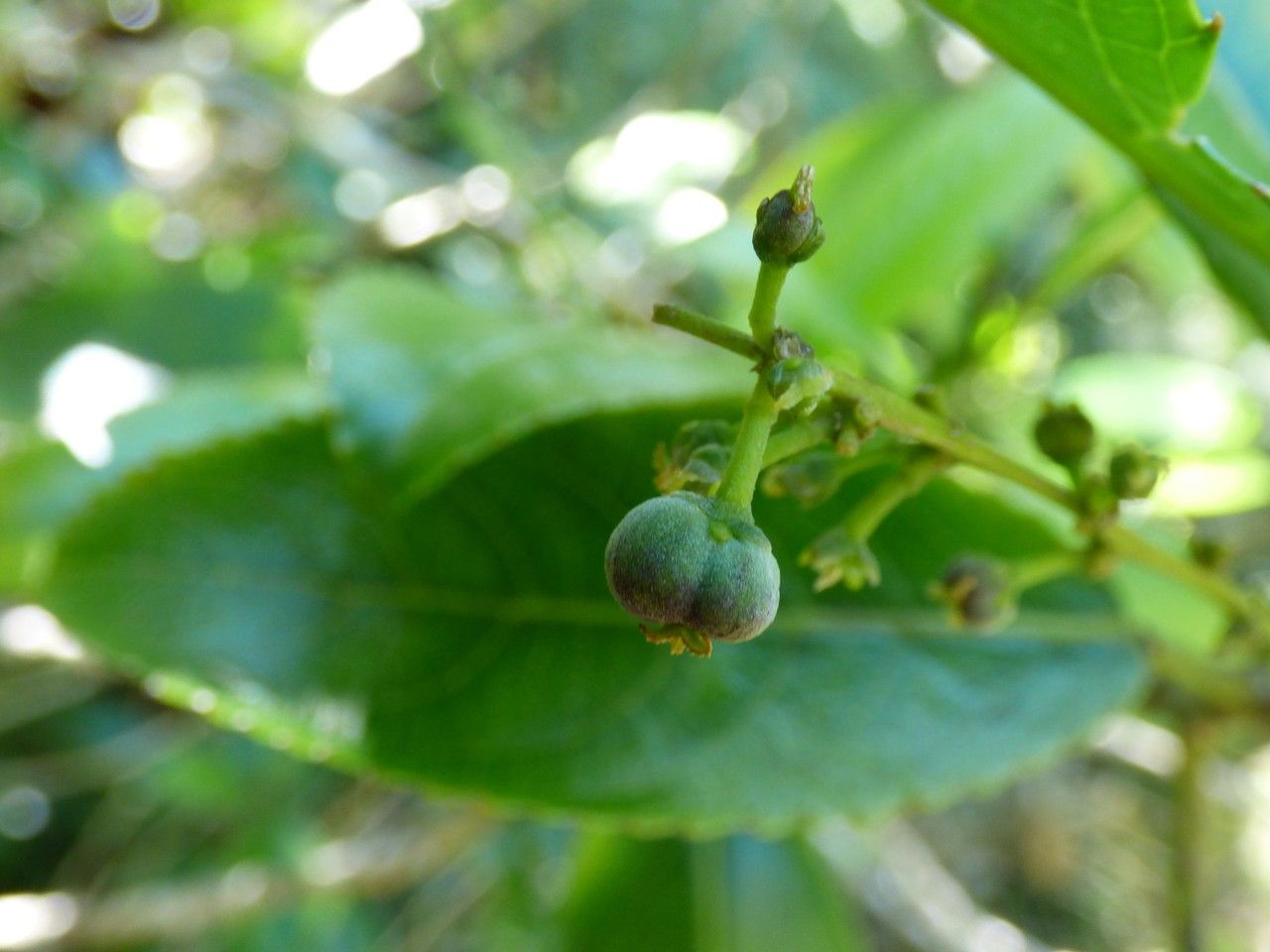 Claoxylon glandulosum fruit