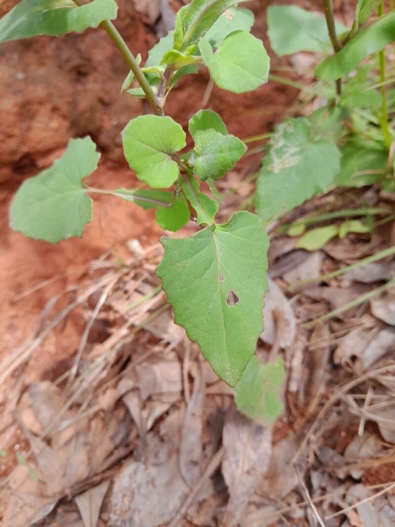 Emilia graminea — search result for 'Emilia'