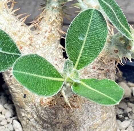Pachypodium eburneum leaf