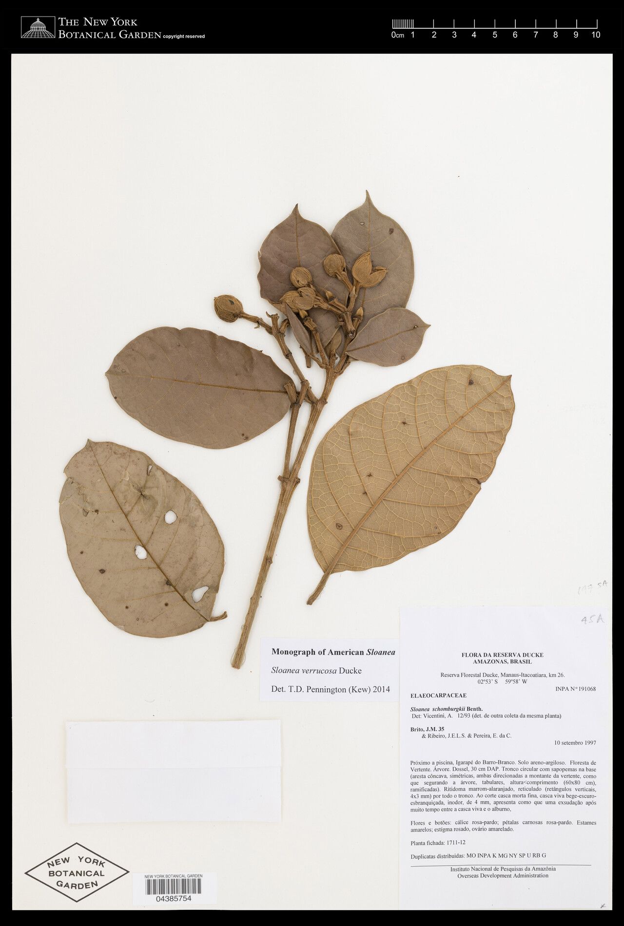 Sloanea schomburgkii fruit