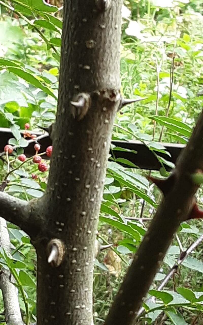 Zanthoxylum piperitum bark