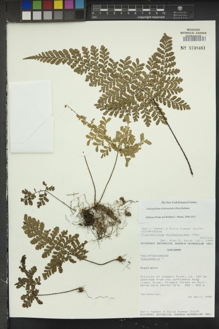 Triplophyllum dicksonioides other