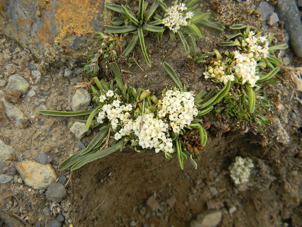 Valeriana niphobia — search result for 'Valeriana'