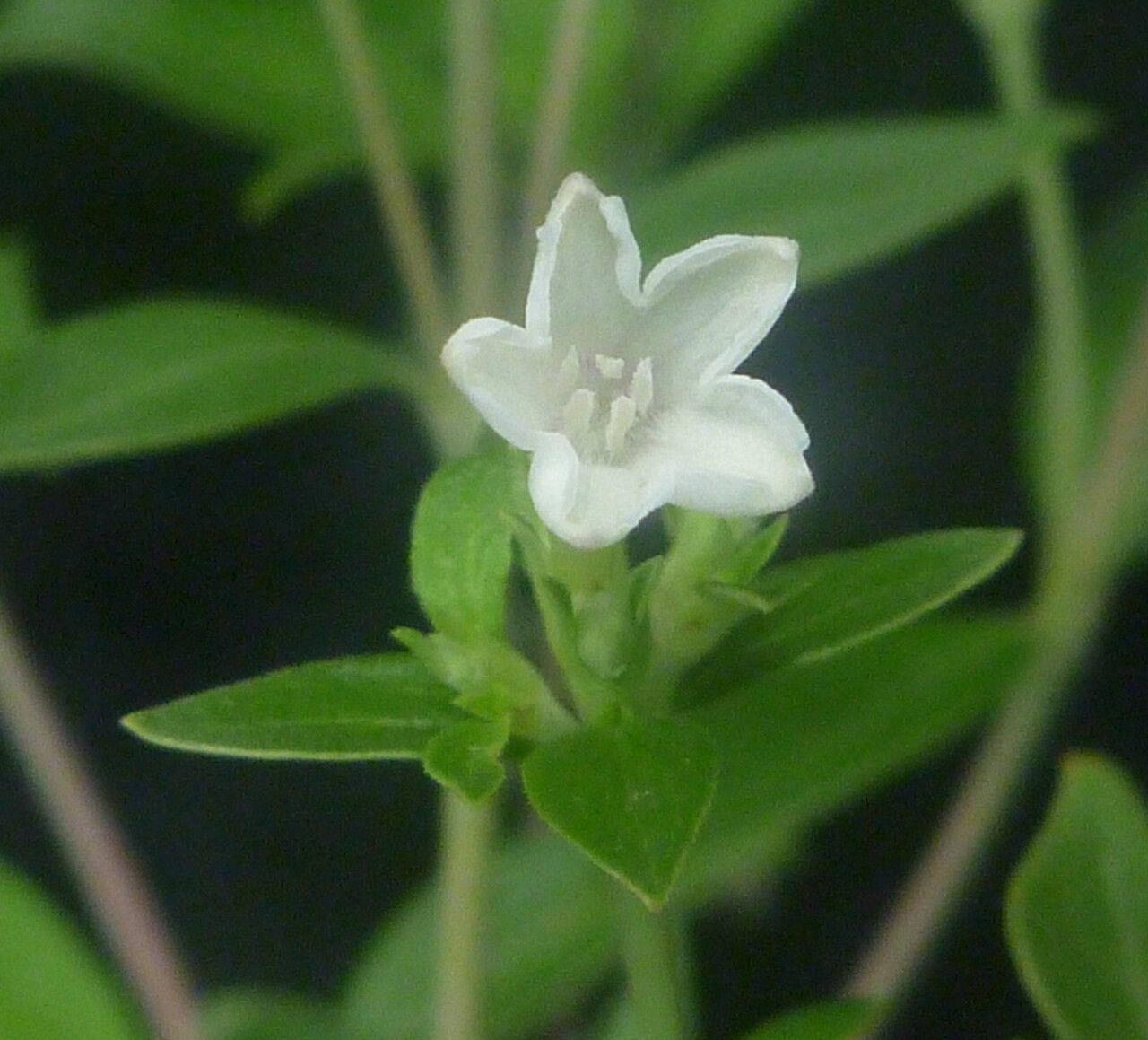 Leptodermis stapfiana — related species from the same genus