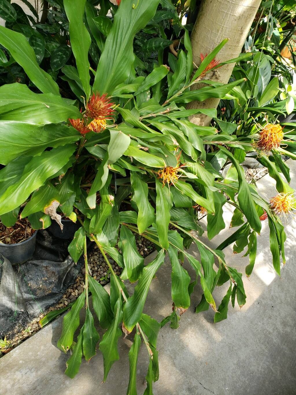 Hedychium longicornutum habit