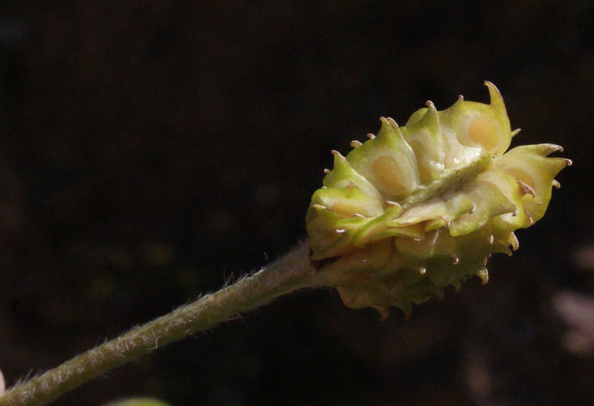 Ranunculus creticus fruit