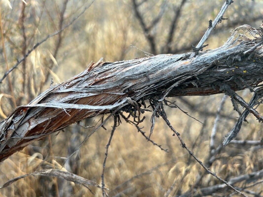 Purshia tridentata bark