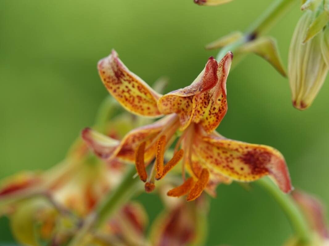 Lilium parvum flower