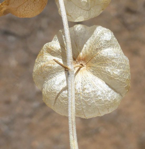 Salazaria mexicana fruit