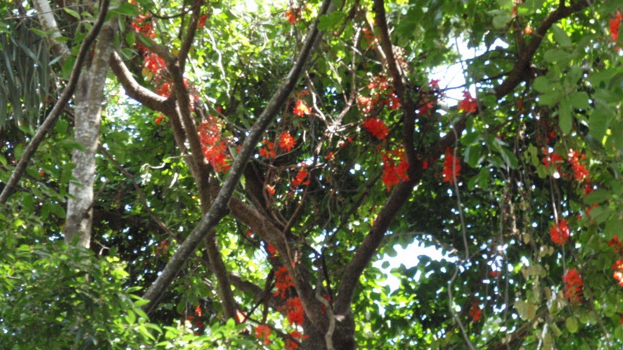 Mucuna novo-guineensis — search result for 'Mucuna'