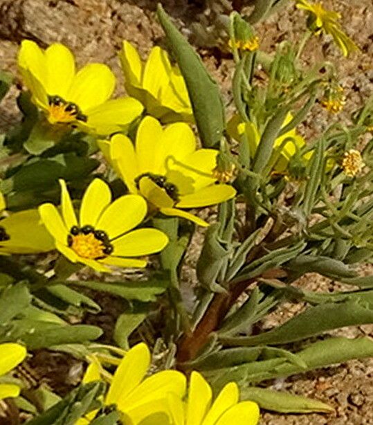 Gazania lichtensteinii — related species from the same genus