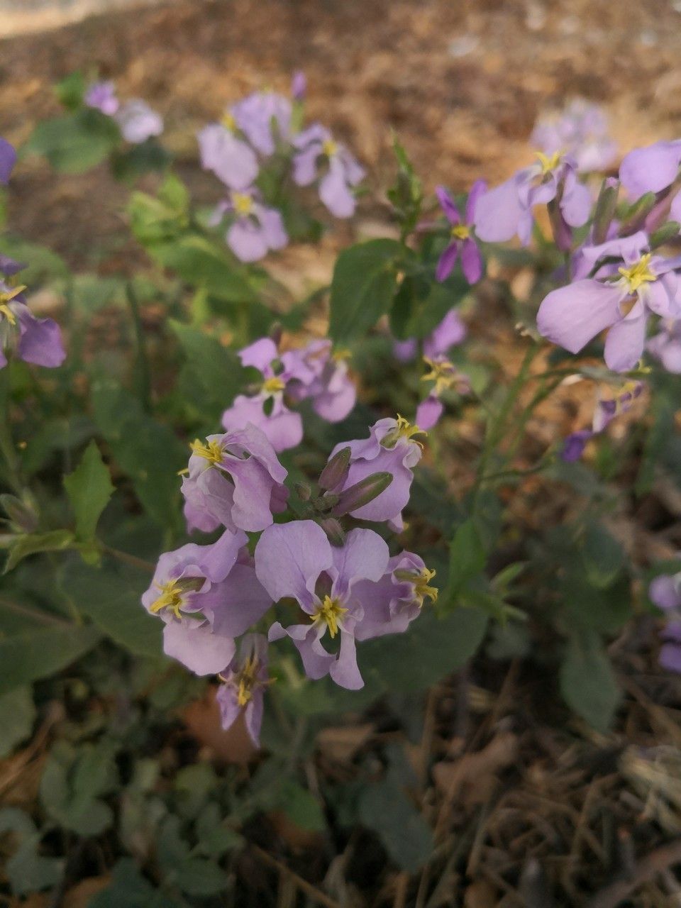Orychophragmus violaceus leaf