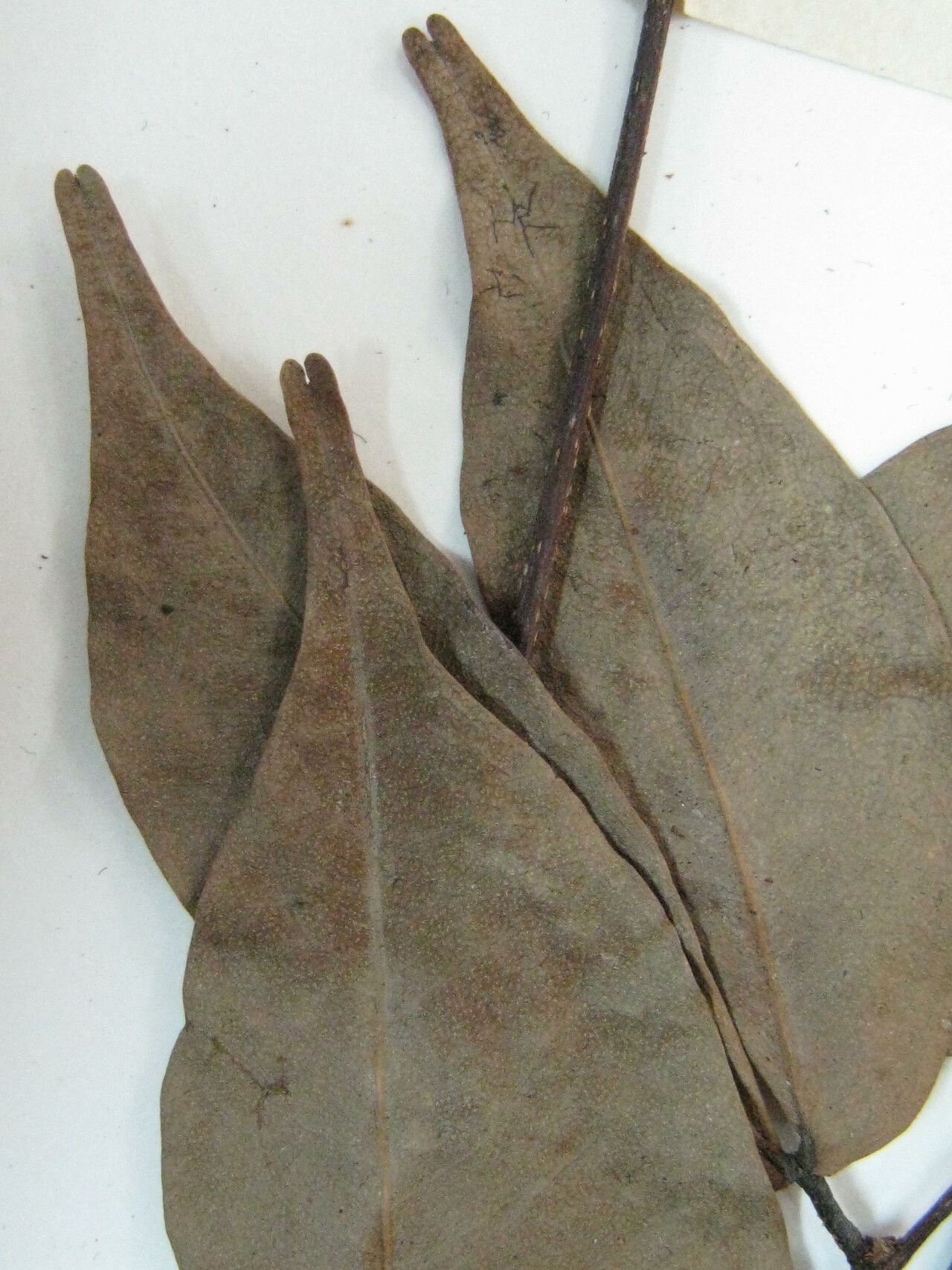 Cynometra marginata — houseplant care guide