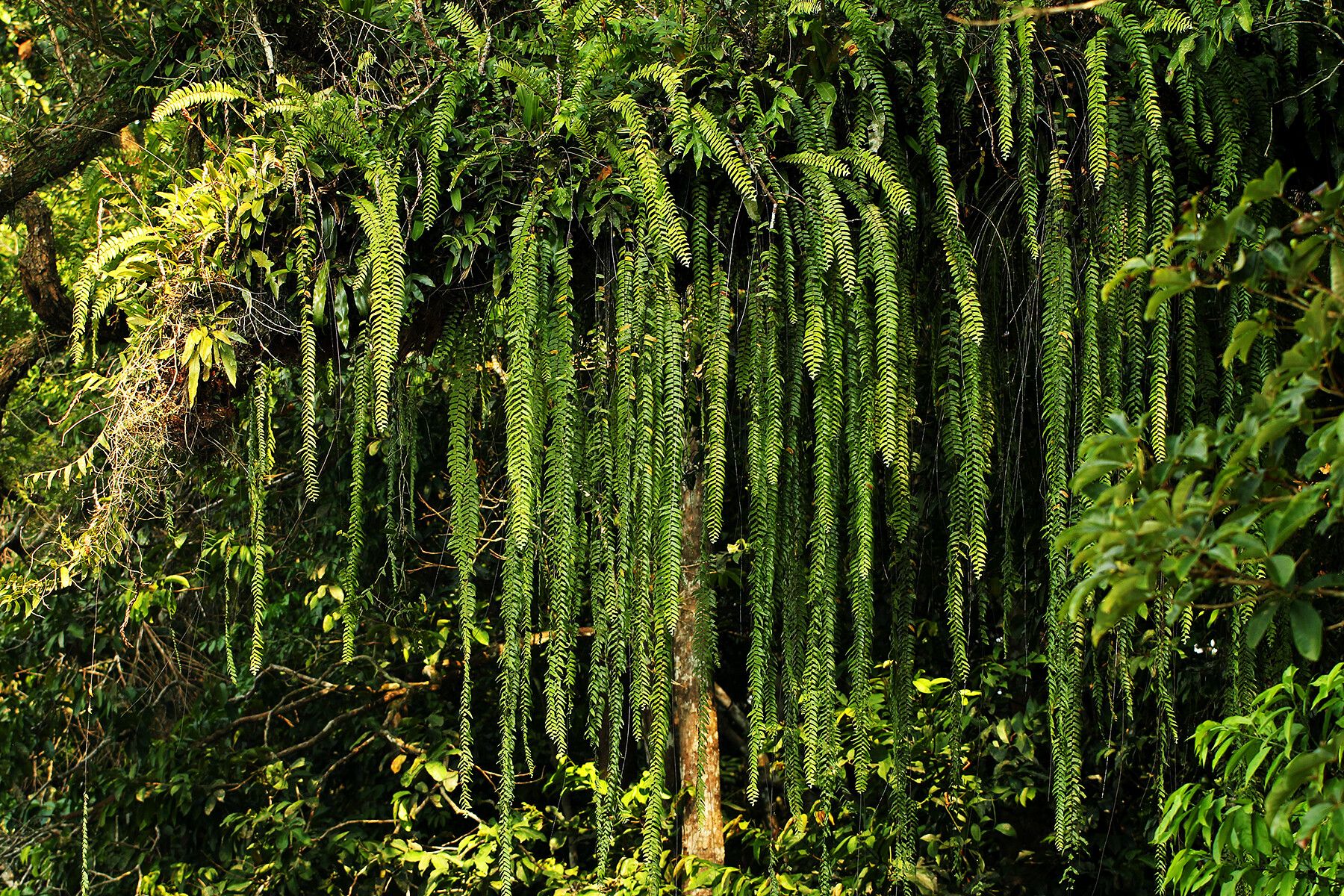 Nephrolepis acutifolia habit