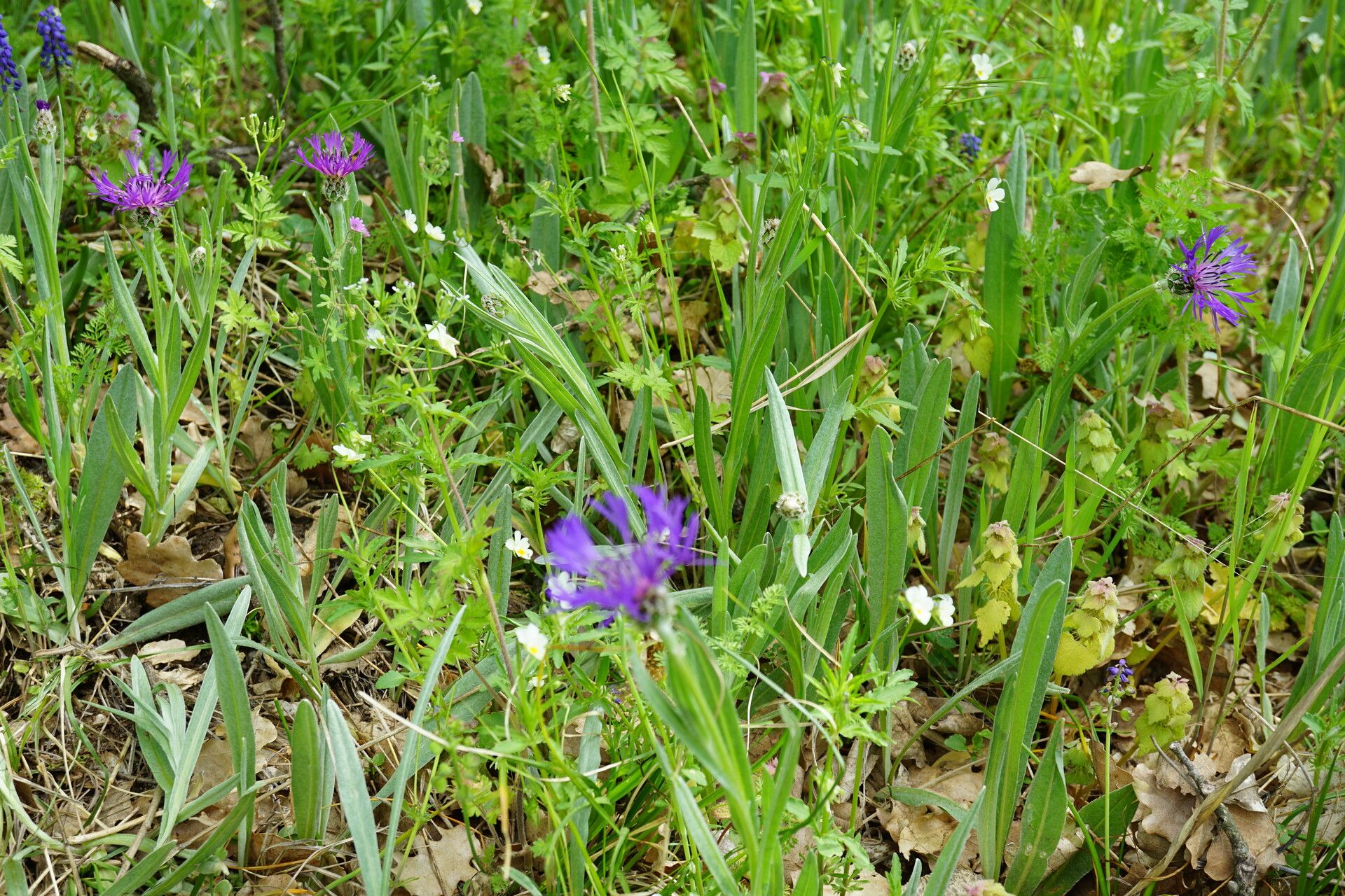Centaurea pichleri habit