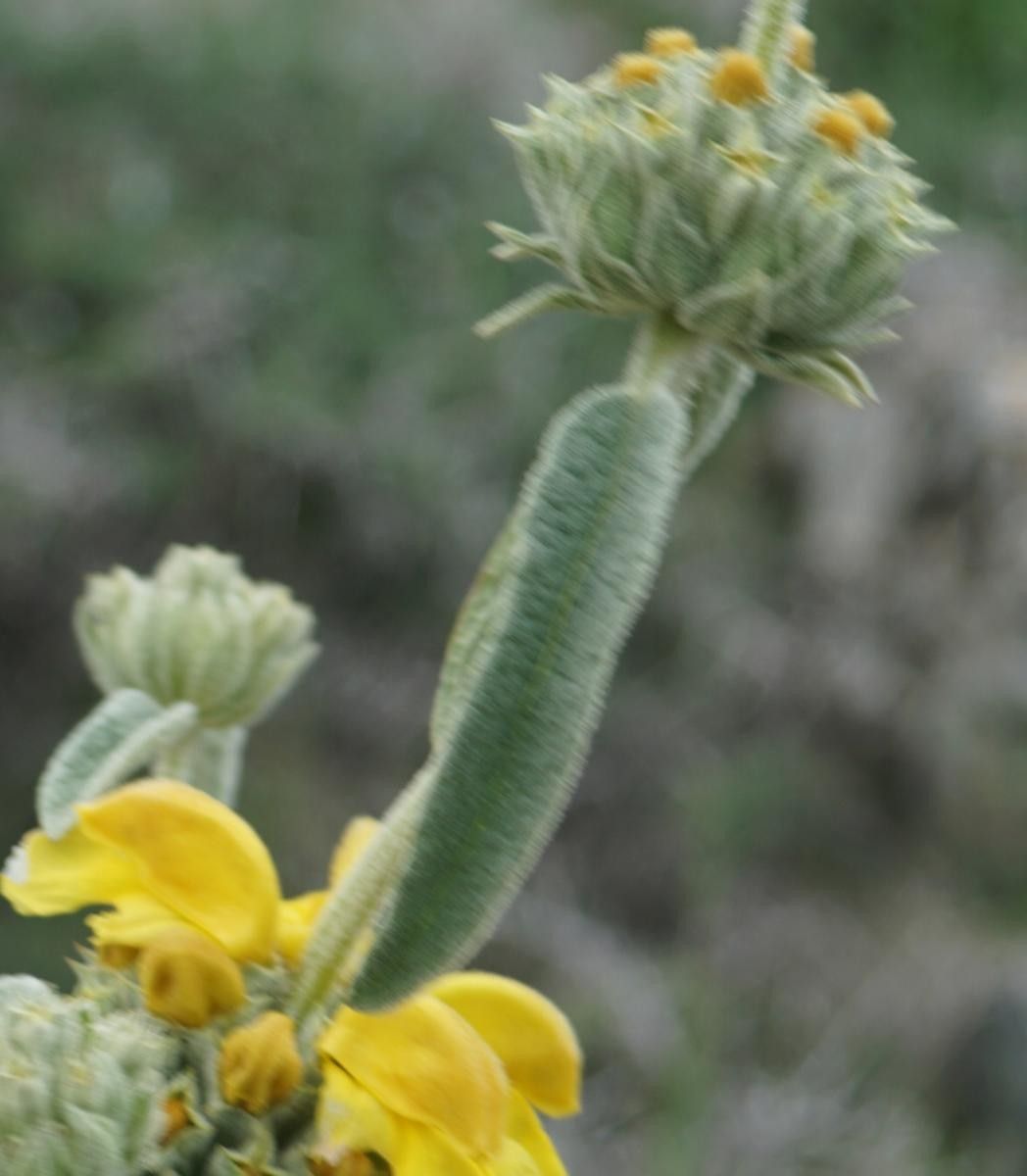Phlomis pichleri flower