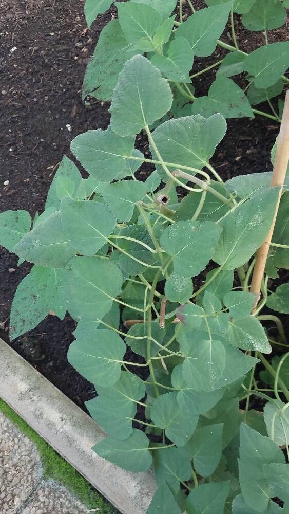 Salvia puberula leaf