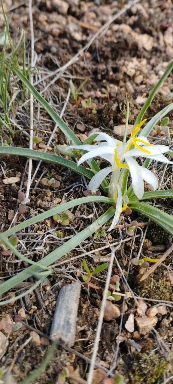 Leucocrinum montanum — search result for 'Liliaceae'