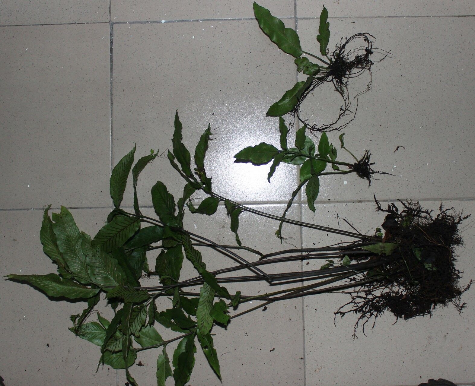 Asplenium annetii habit