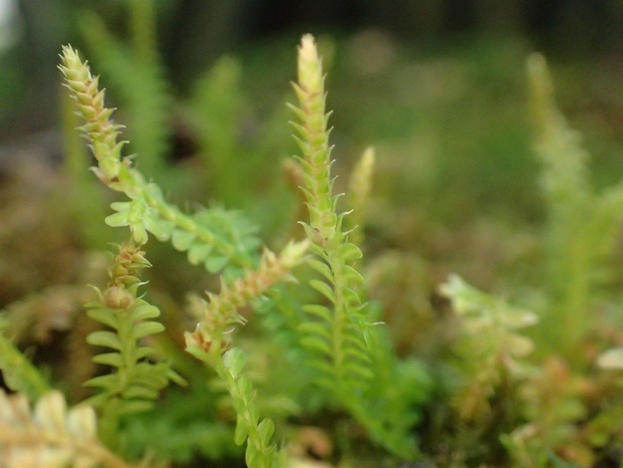 Selaginella rodriguesiana habit