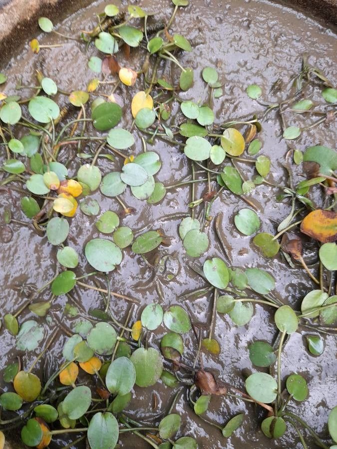 Luronium natans bark