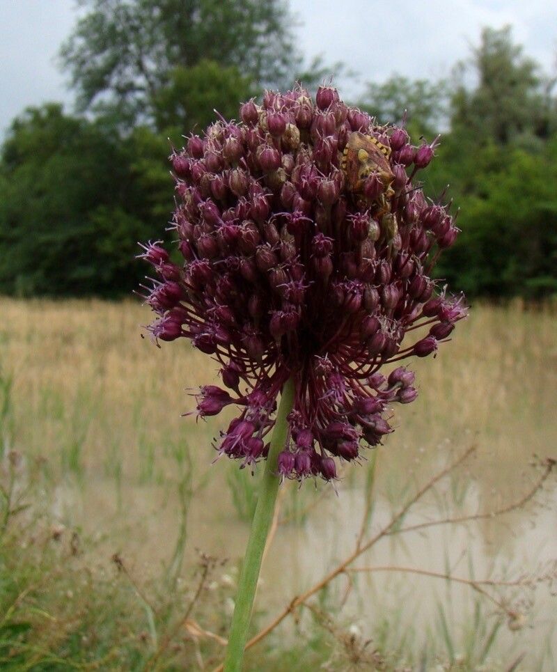Allium atroviolaceum flower