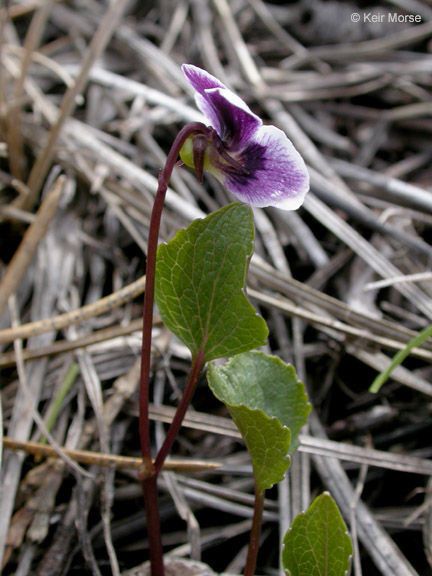 Viola cuneata habit