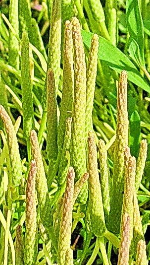 Ranunculus minimus flower