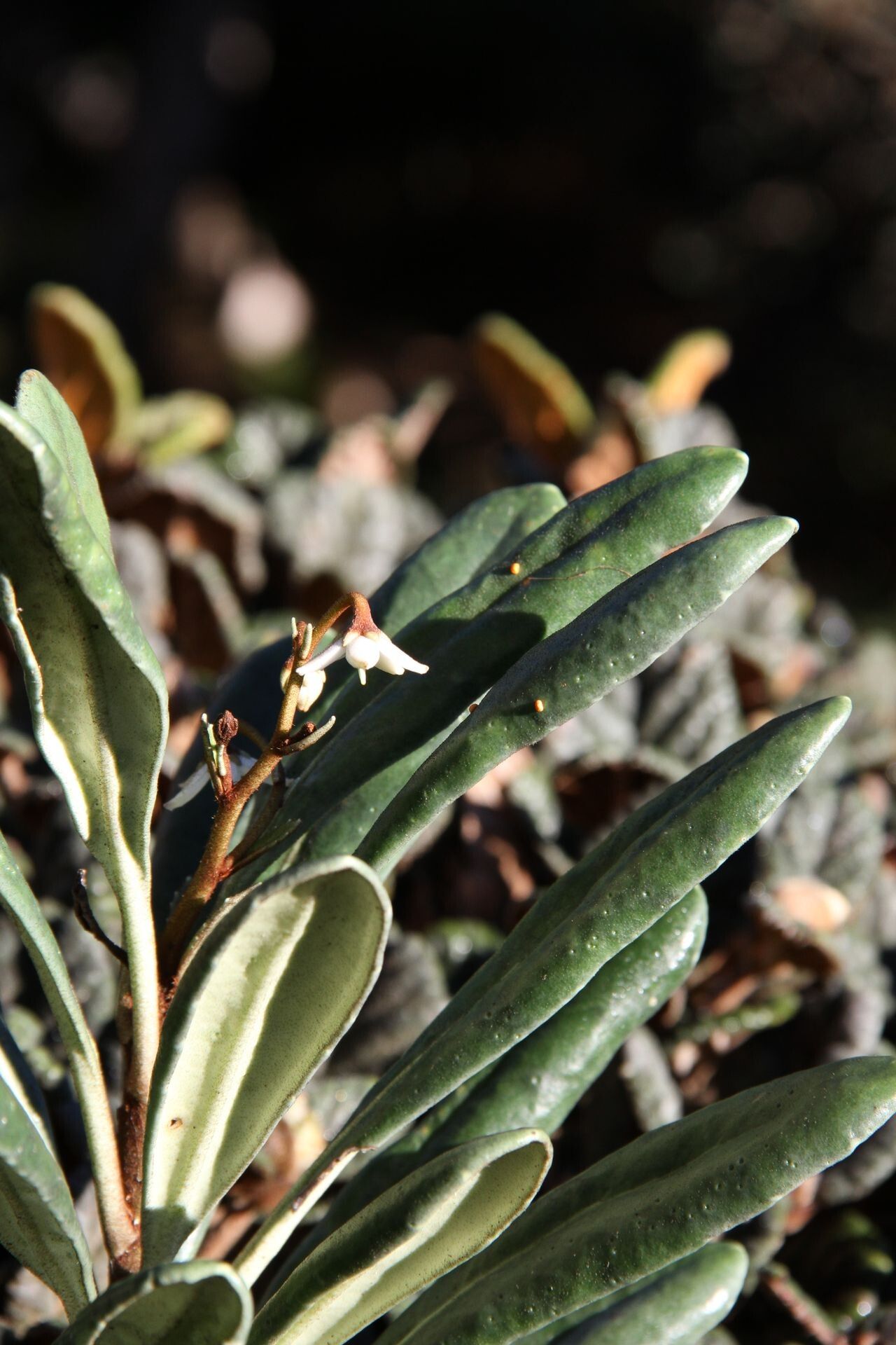 Platyspermation crassifolium habit