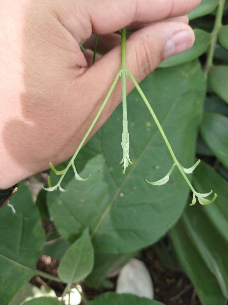 Cyclanthera carthagenensis flower
